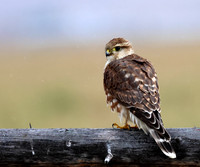 Prairie Merlin