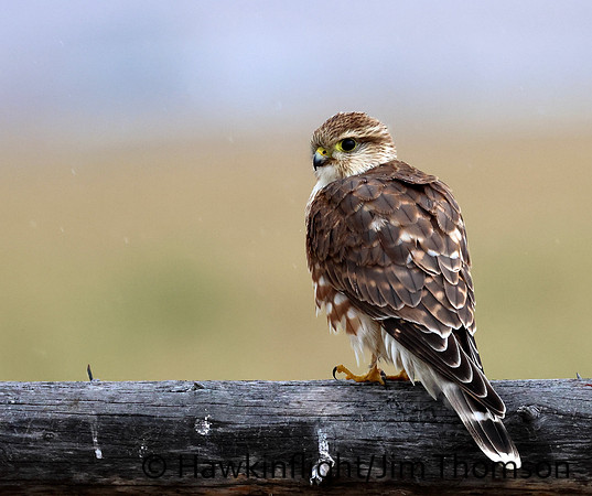 Prairie Merlin