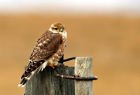 Prairie Merlin