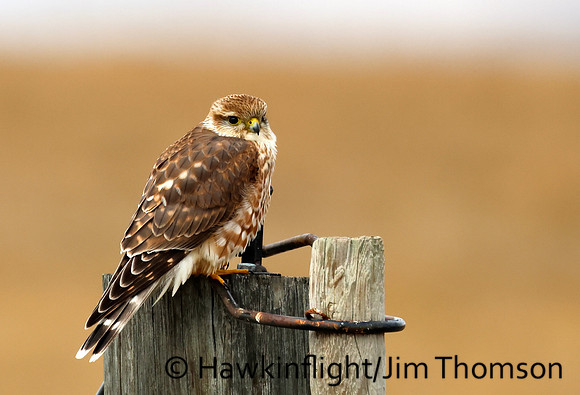 Prairie Merlin