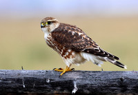 Prairie Merlin
