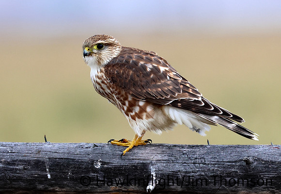Prairie Merlin