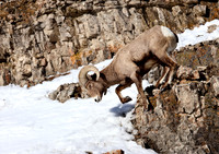 Bighorn Sheep