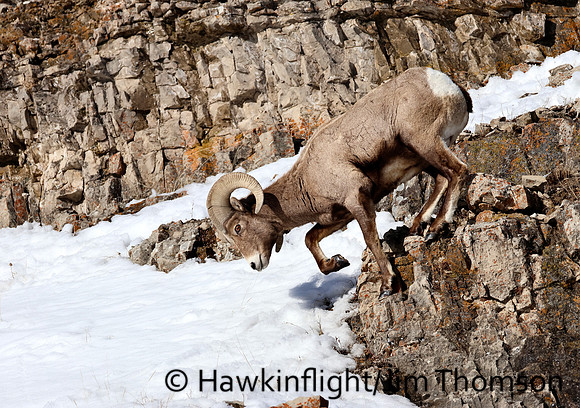 Bighorn Sheep