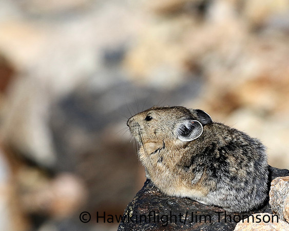 American Pika