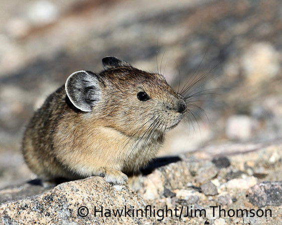 American Pika