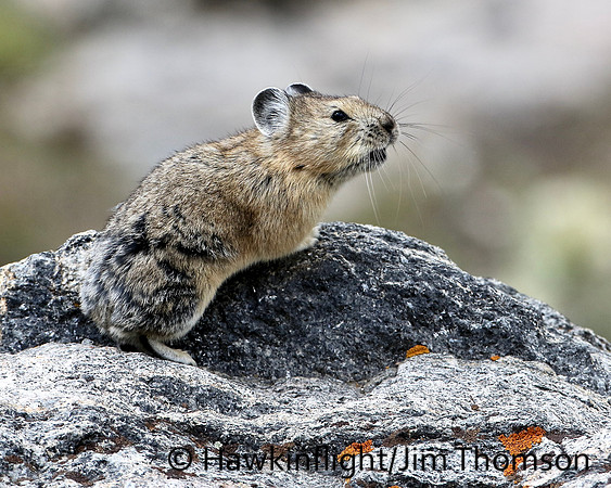 American Pika
