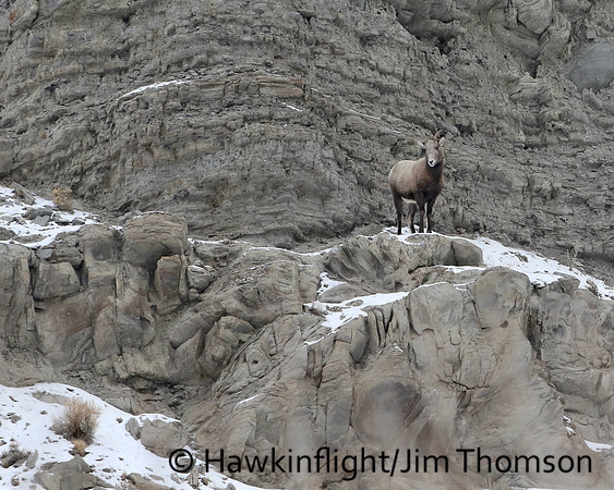 Bighorn Sheep