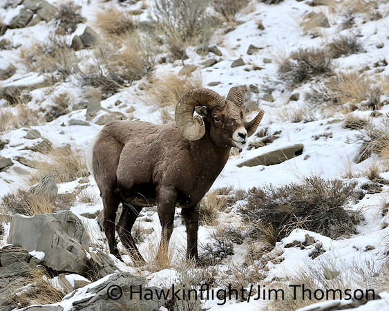 Bighorn Sheep