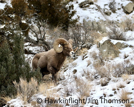Bighorn Sheep