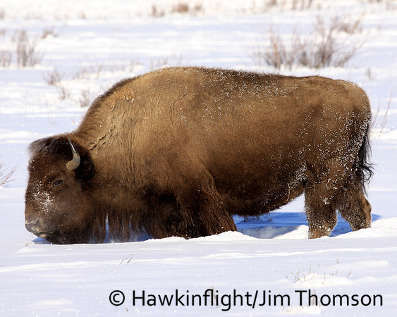Bison