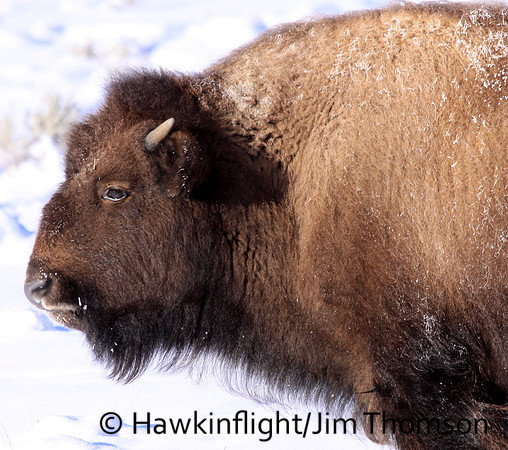 Bison