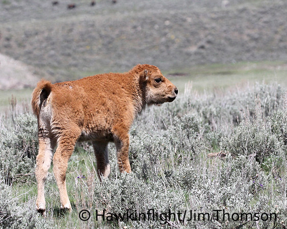 Bison