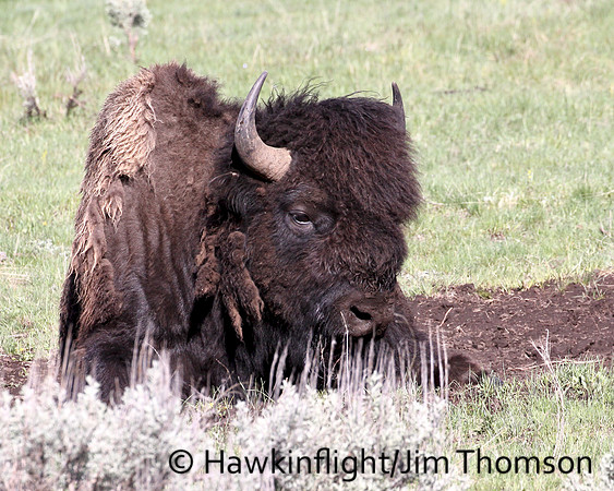 Bison