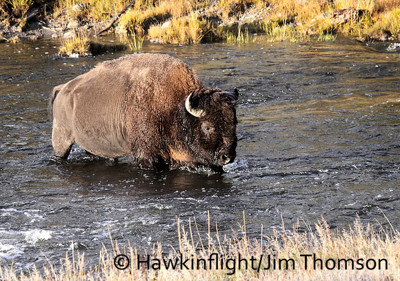Bison