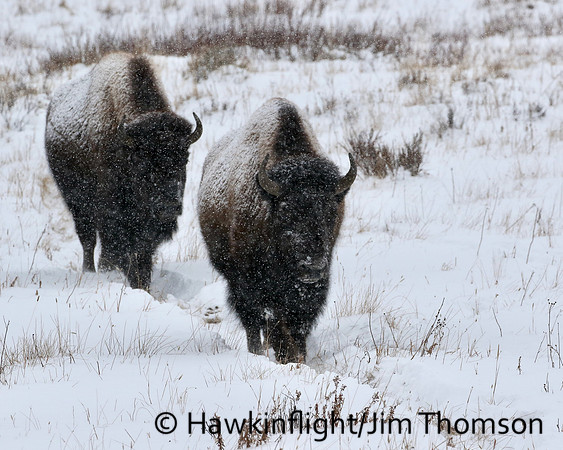 Bison