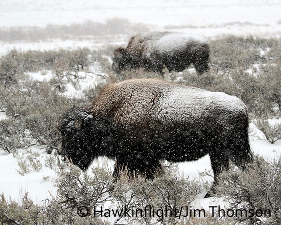 Bison