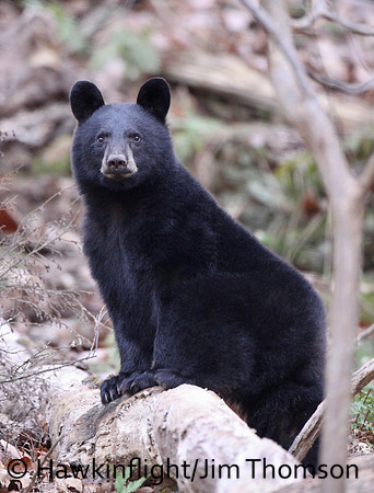 Black Bear