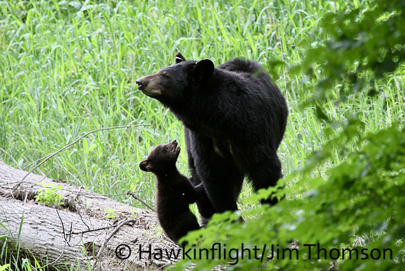 Black Bear