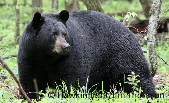 Black Bear