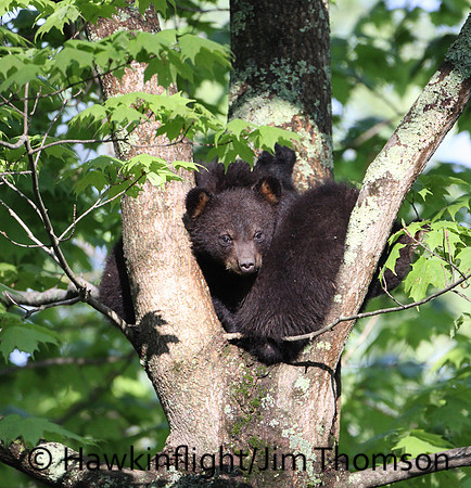 Black Bear