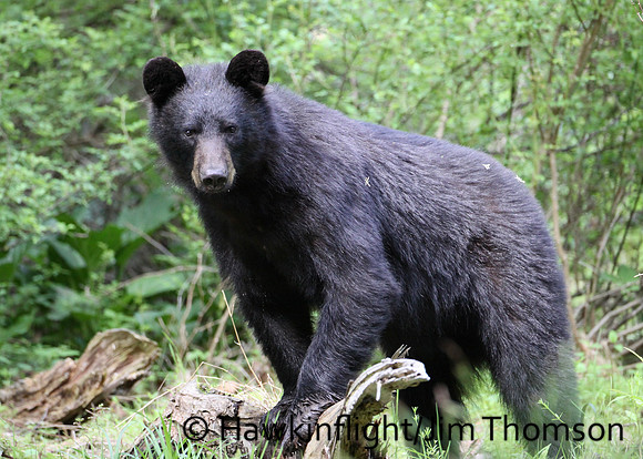 Black Bear