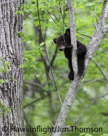 Black Bear