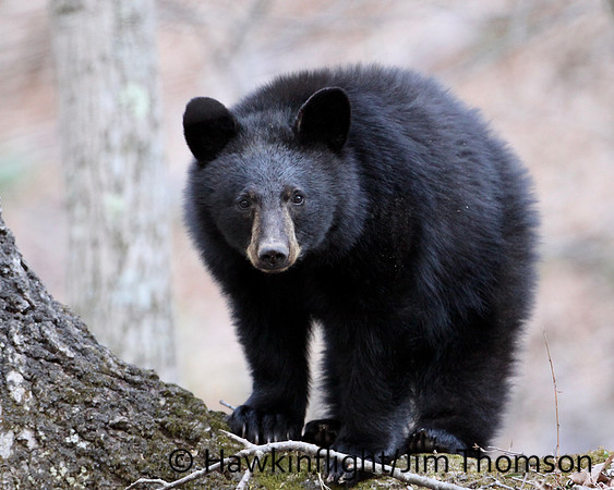 Black Bear