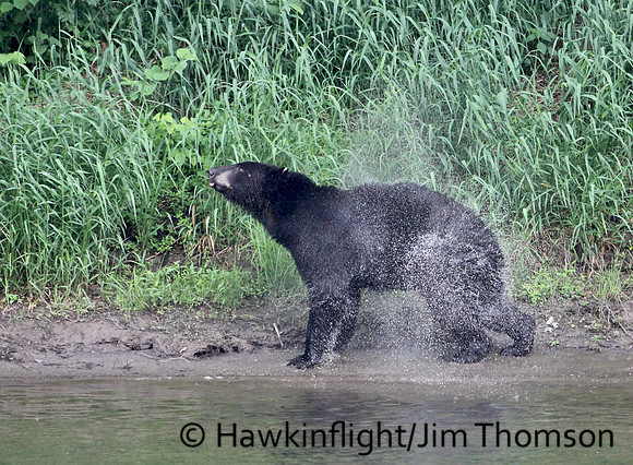Black Bear