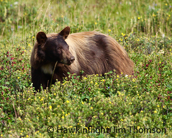 Black Bear