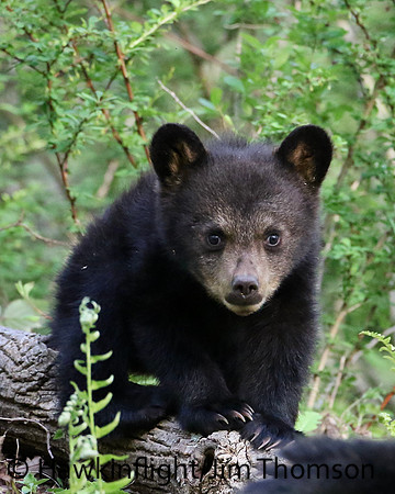 Black Bear