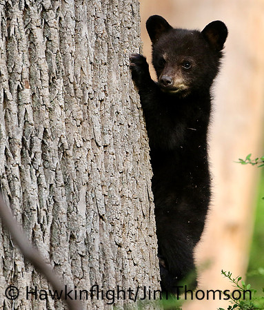 Black Bear