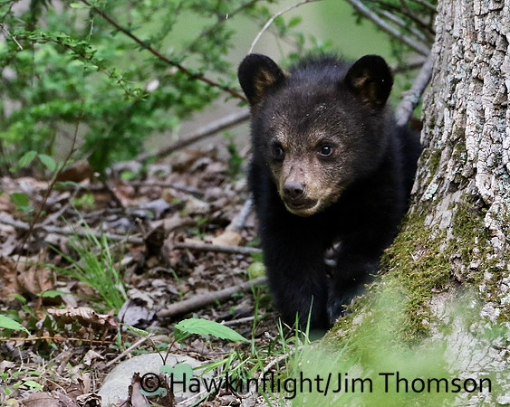 Black Bear