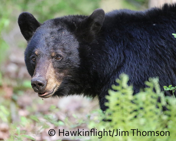 Black Bear