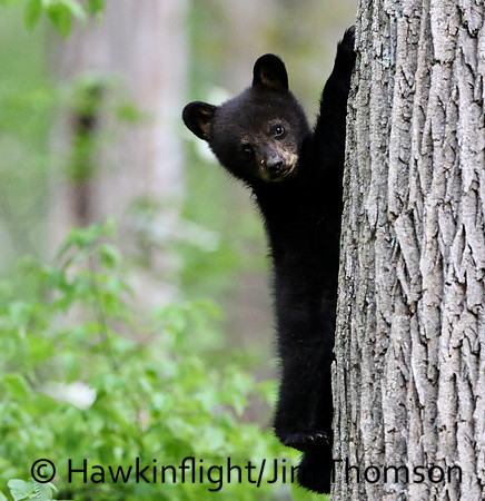 Black Bear