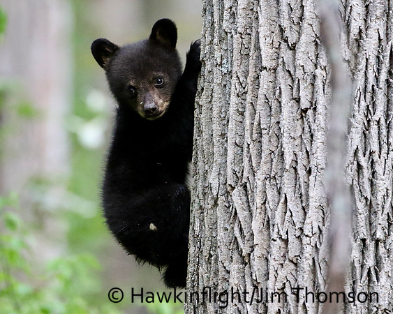Black Bear