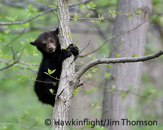 Black Bear