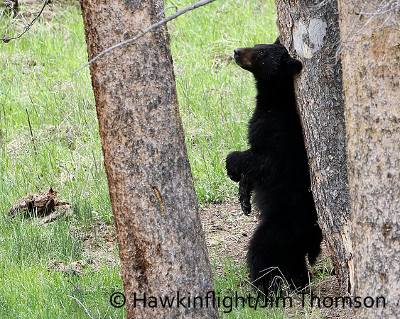 Black Bear