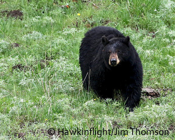 Black Bear
