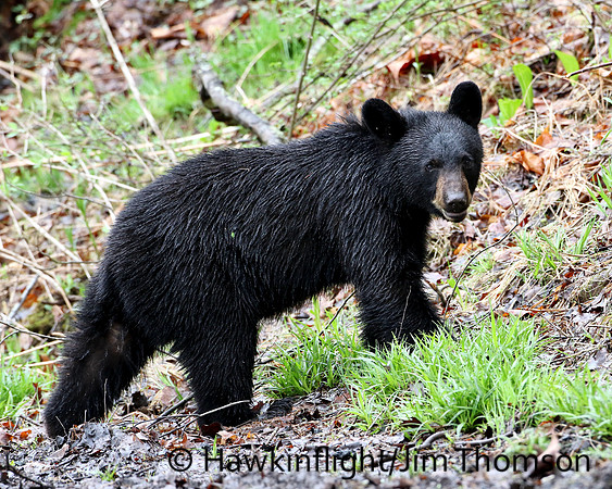 Black Bear