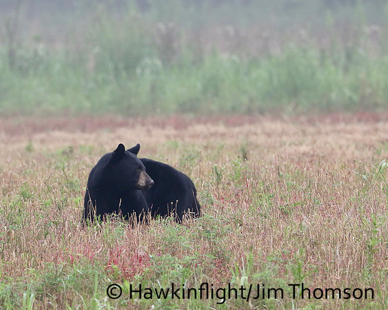 Black Bear
