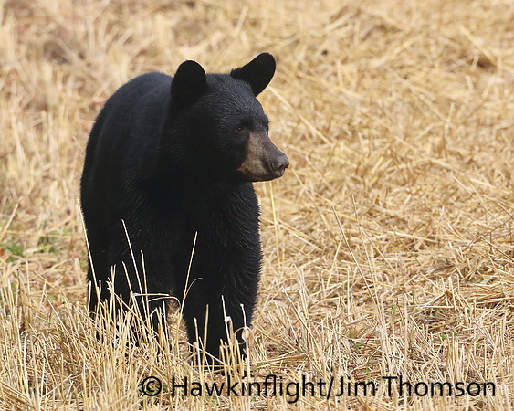 Black Bear