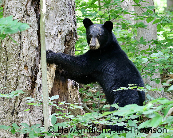 Black Bear