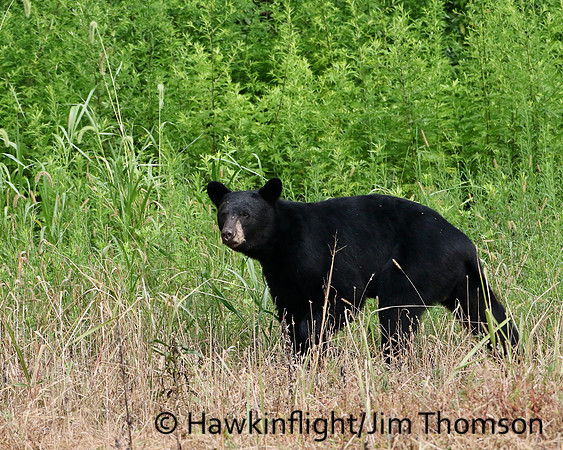 Black Bear