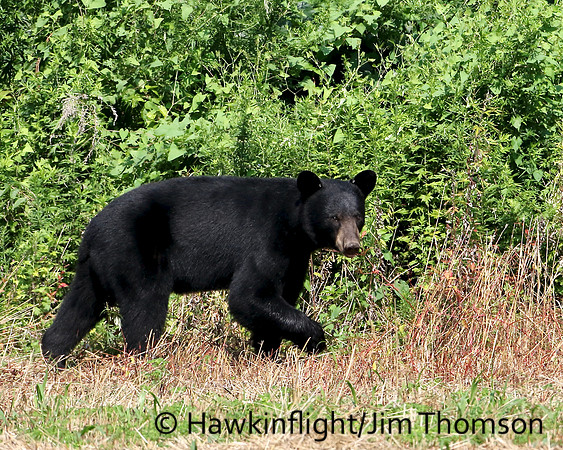Black Bear
