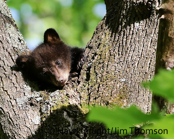 Black Bear