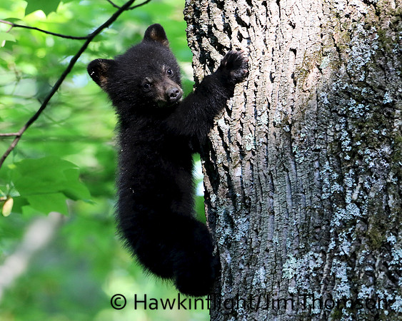 Black Bear