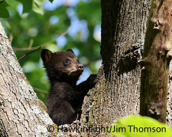 Black Bear