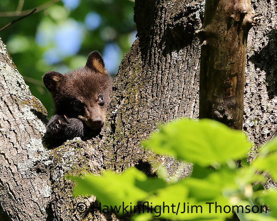 Black Bear