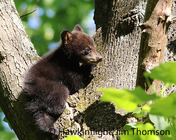 Black Bear